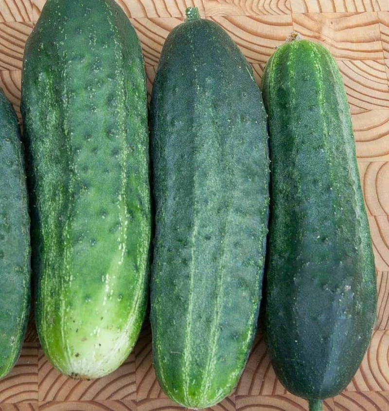 Excelsior Cucumber Seeds – High-Yield, Crisp & Burpless - Grow Fresh Cucumbers