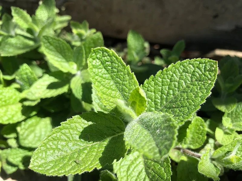 Applemint Seeds – Mentha Suaveolens Aromatic Perennial Mint for Culinary & Tea Gardens