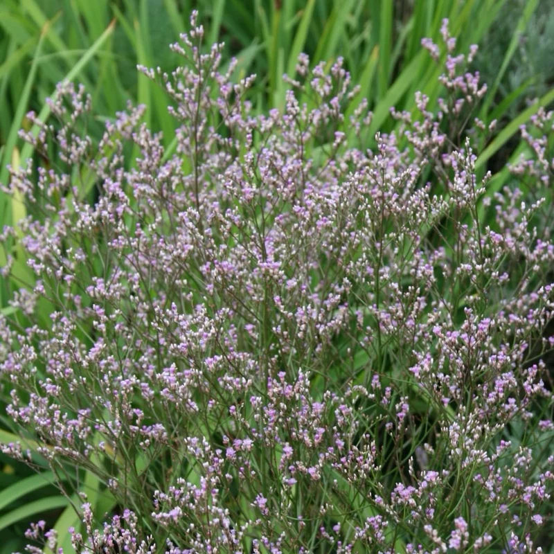 Meerlavendel Violett