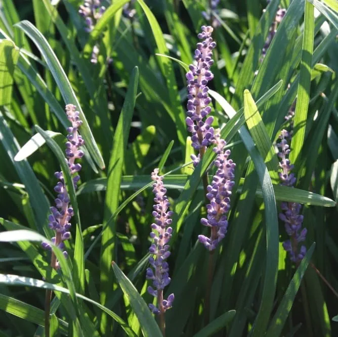 Lilientraube 'Big Blue' Violett