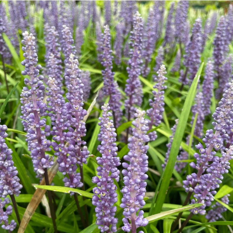 Lilientraube 'Big Blue' Violett
