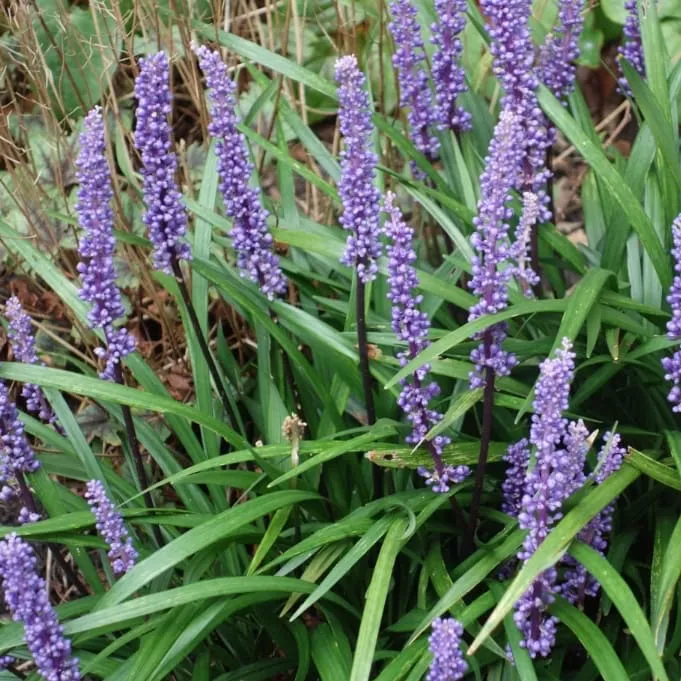 Lilientraube 'Big Blue' Violett