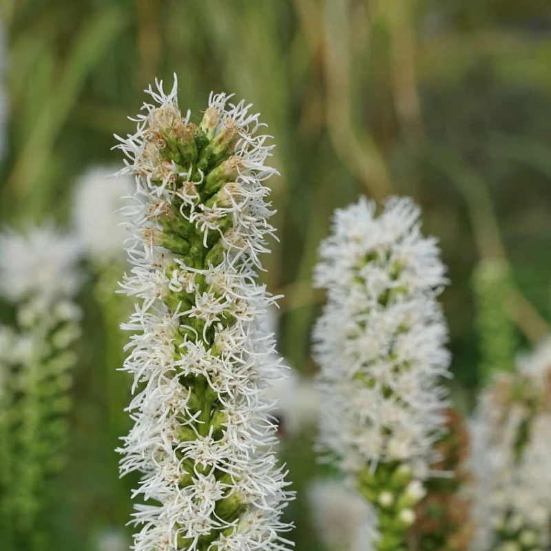 Prachtscharte 'Floristan Weiss' Weiß