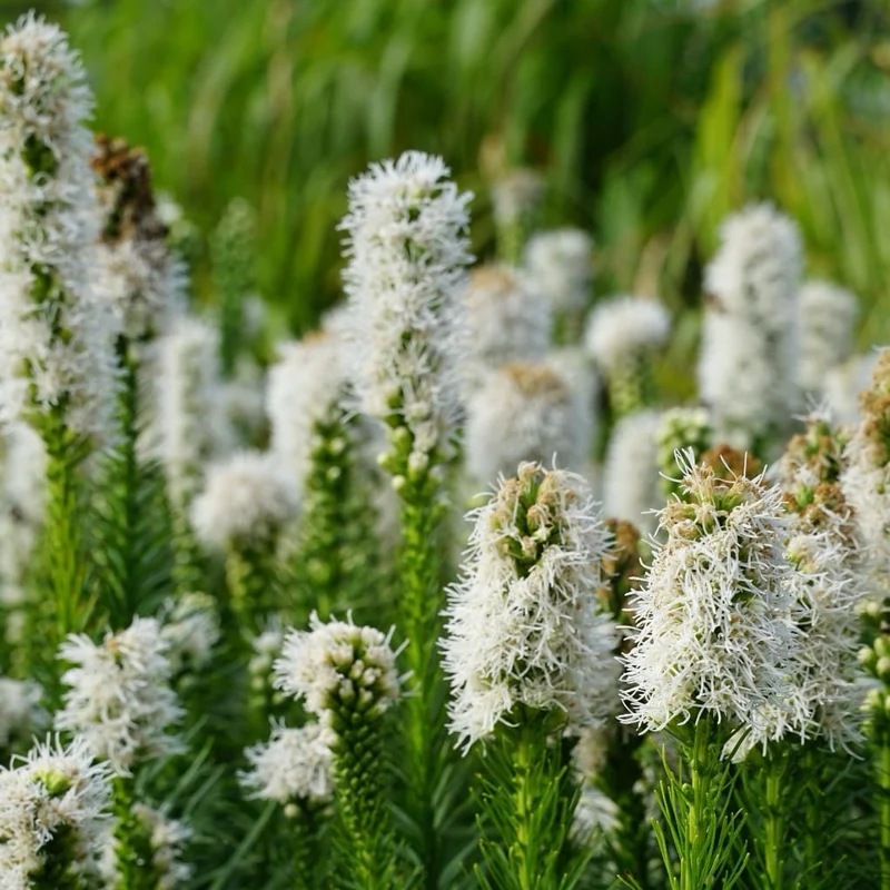 Prachtscharte 'Floristan Weiss' Weiß