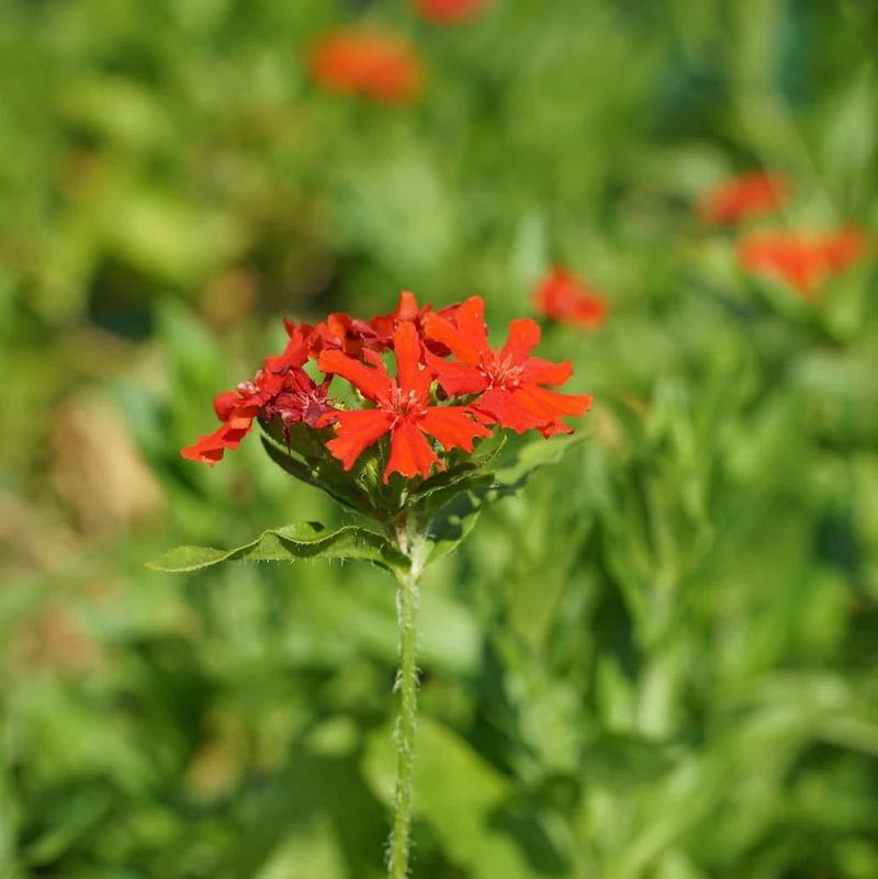 Brennende Liebe Rot