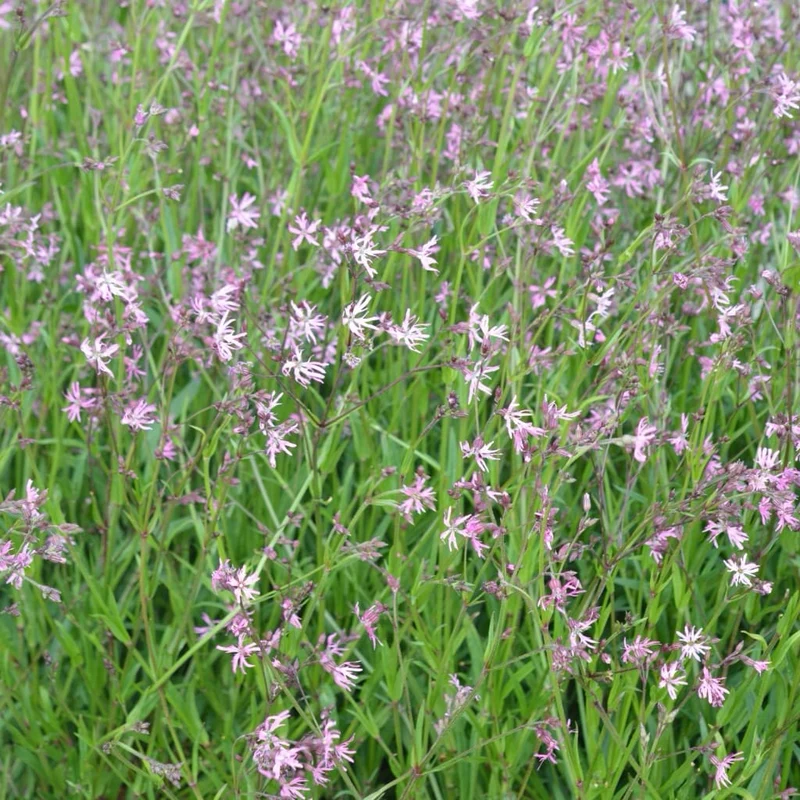 Kuckucks-Lichtnelke Rosa