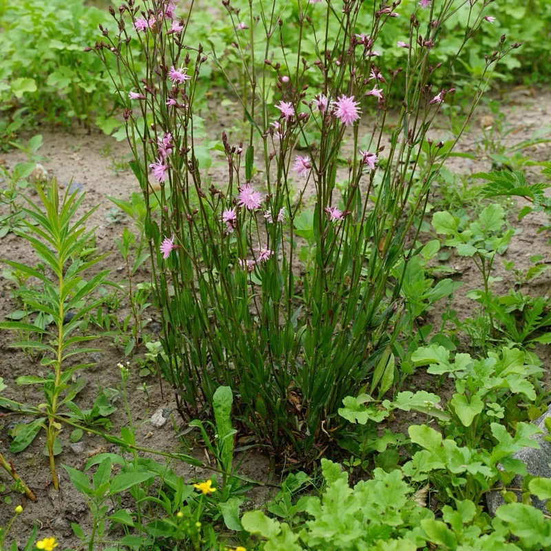 Kuckucks-Lichtnelke Rosa