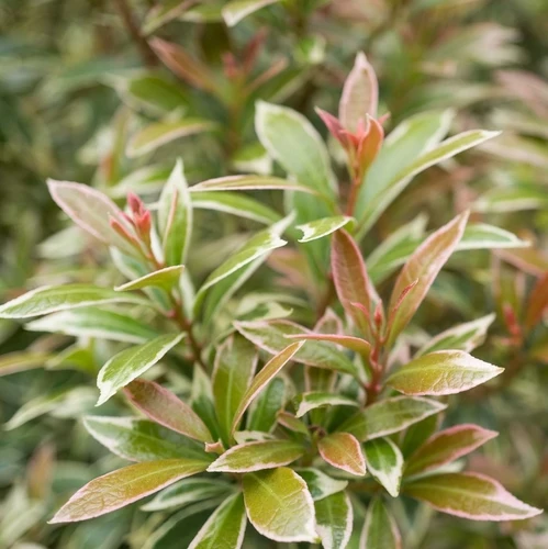 Rock Heath (Pieris jap. 'Little Heath')