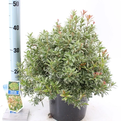 Rock Heath (Pieris jap. 'Little Heath')