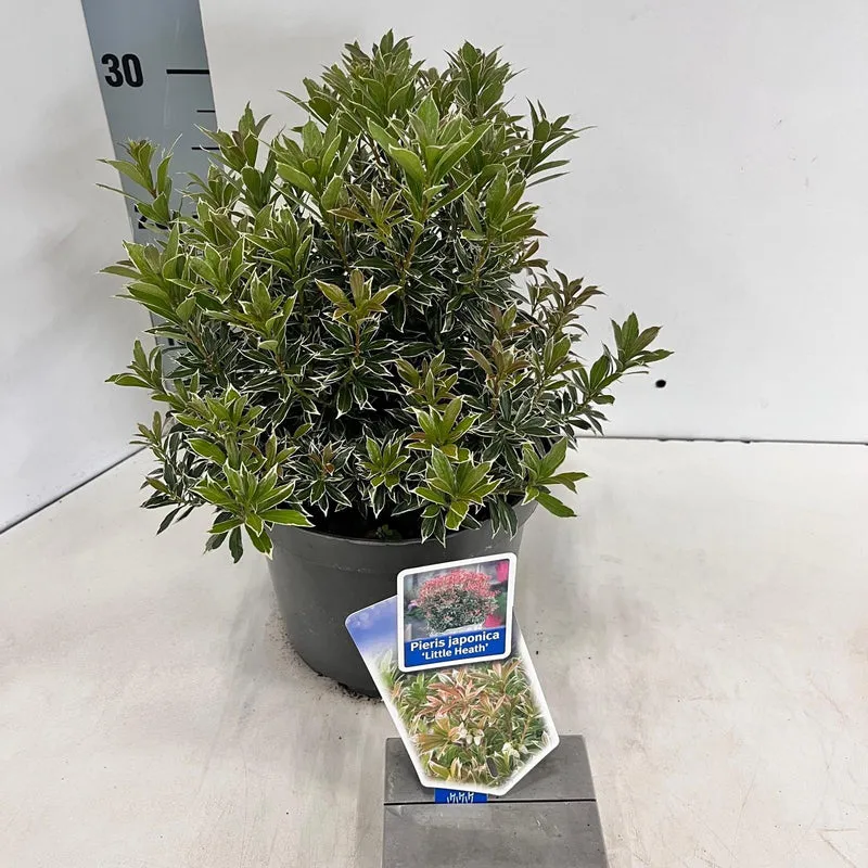 Rock Heath (Pieris jap. 'Little Heath')
