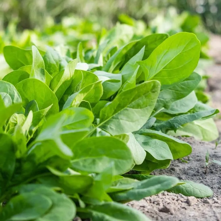 Emperor Spinach Seeds - Heirloom, Nutritious & High Yielding Variety