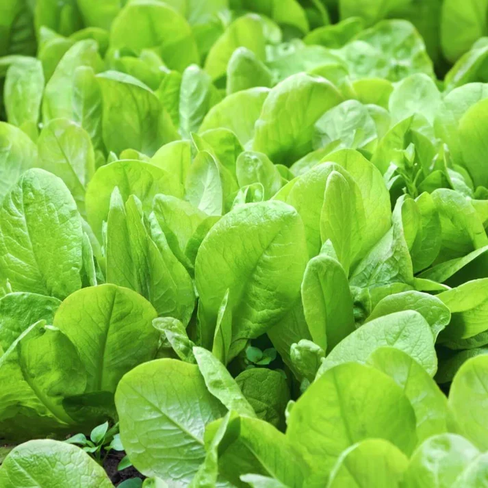 Emperor Spinach Seeds - Heirloom, Nutritious & High Yielding Variety