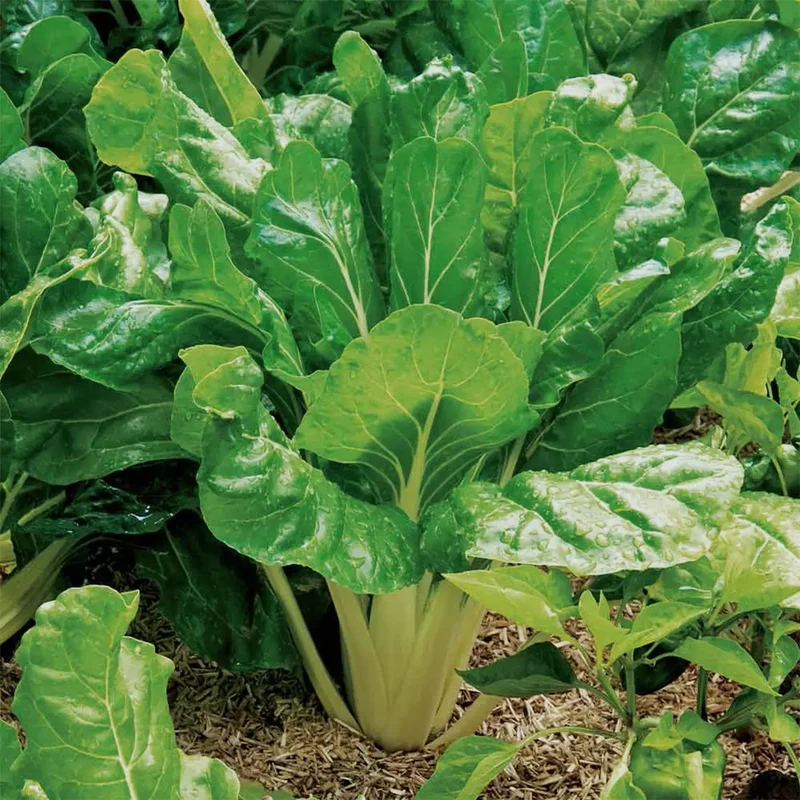 Catalina Spinach Seeds – Heirloom, Fast-Growing, Nutritious Greens