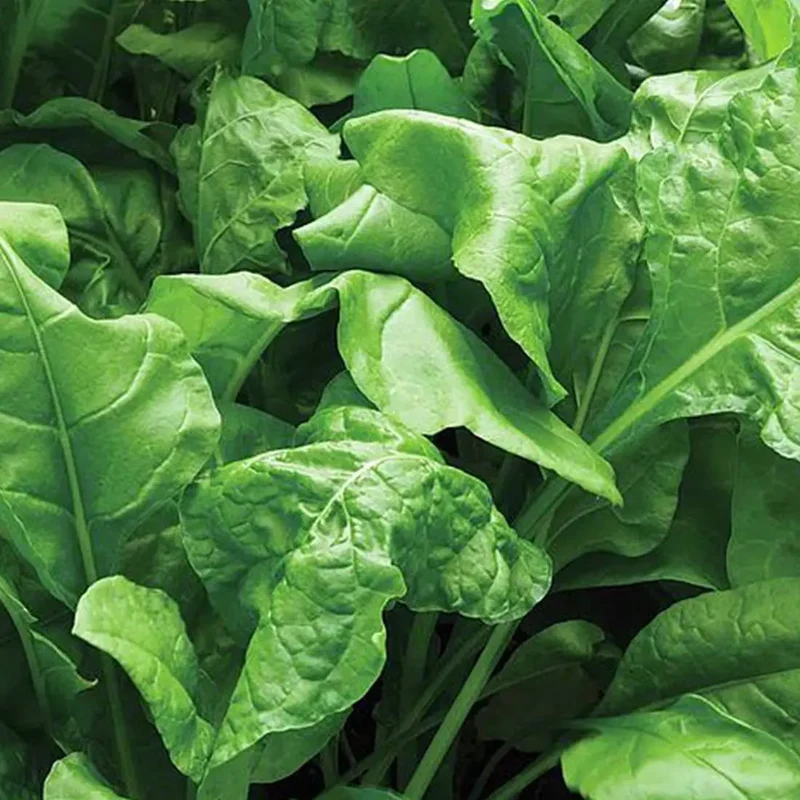 Catalina Spinach Seeds – Heirloom, Fast-Growing, Nutritious Greens