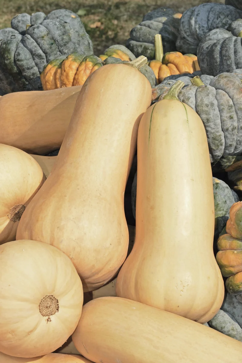 Bio-Kürbis 'Butternut Waltham'