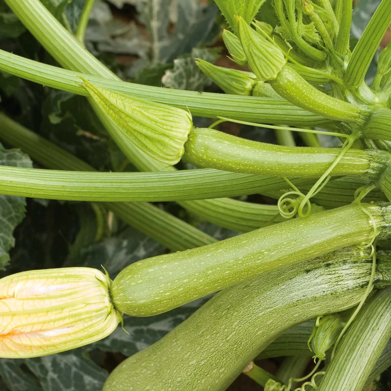 Bio-Zucchini 'Alberello di Sarzana'