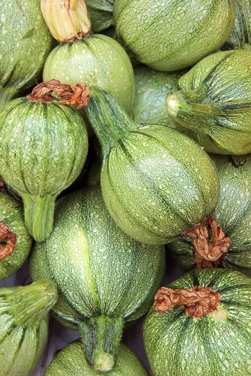 Bio-Zucchini 'Runde von Nizza'