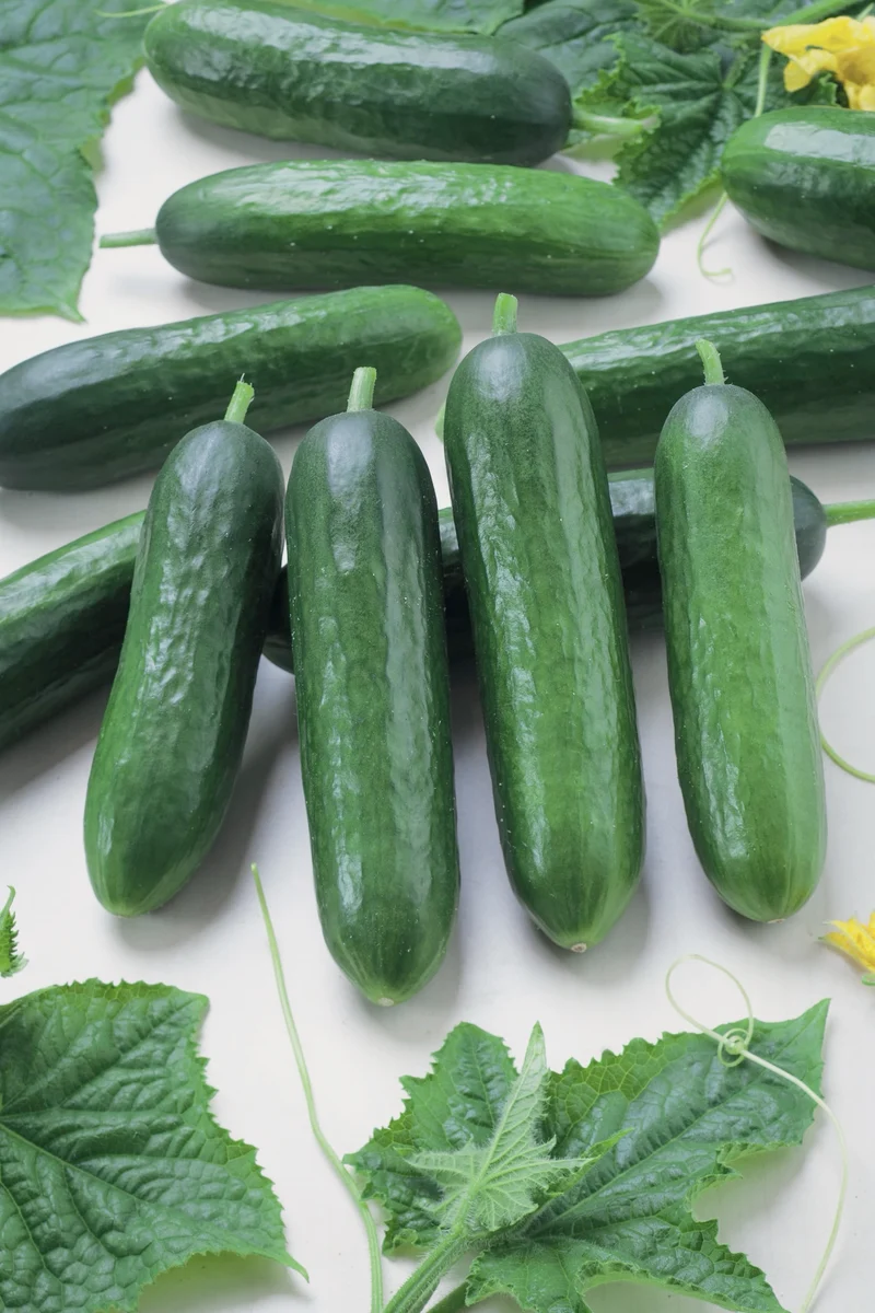 Bio-Salatgurke 'Tanja'
