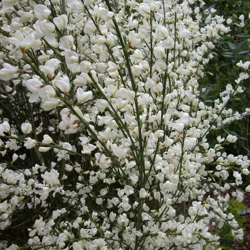 Ginster (Cytisus praecox 'Albus')