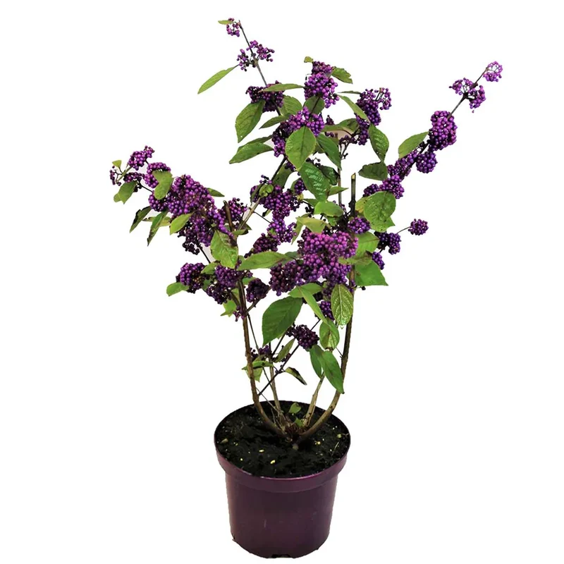 Schönheitsfrucht (Callicarpa bodinieri 'Profusion')