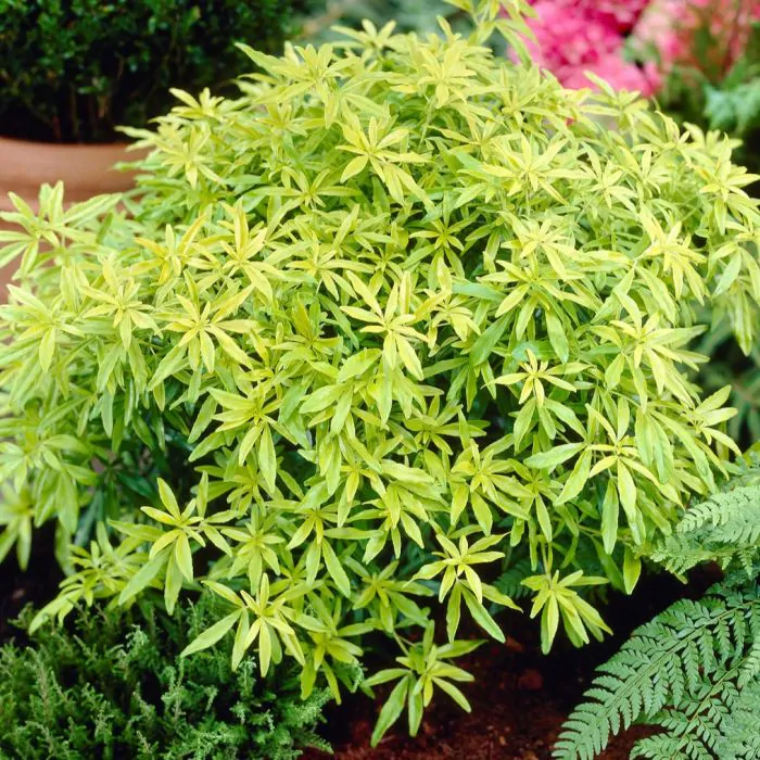 Choisya (Choisya ternata Goldfingers)