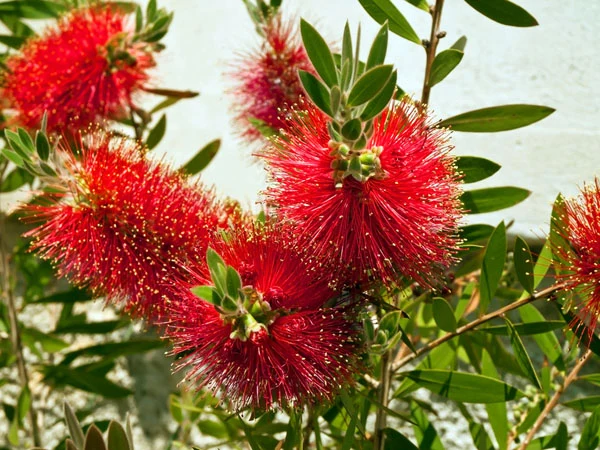 Neunaugenpflanze (Callistemon laevis)