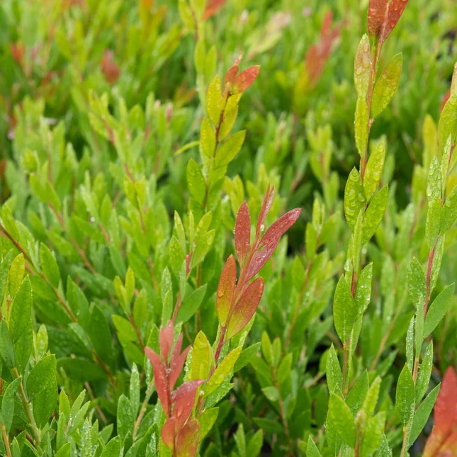 Neunaugenpflanze (Callistemon viminalis 'Inferno')