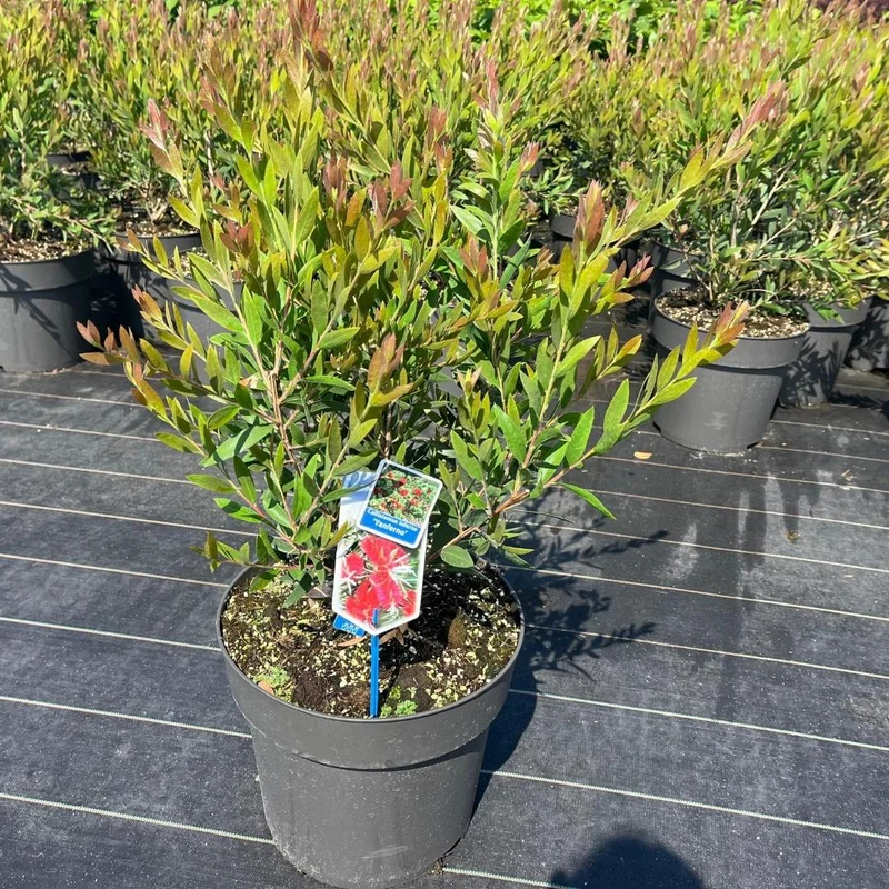 Neunaugenpflanze (Callistemon viminalis 'Inferno')