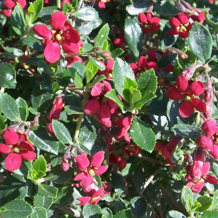 Escallania (Escallonia 'Red Dream')