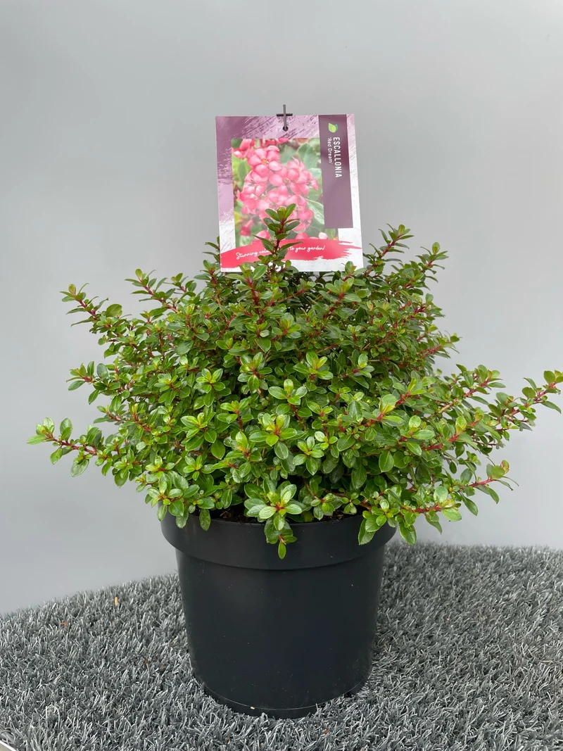 Escallania (Escallonia 'Red Dream')