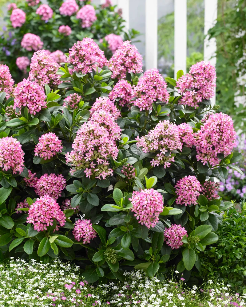 Escallania (Escallonia laevis Pink Elle)