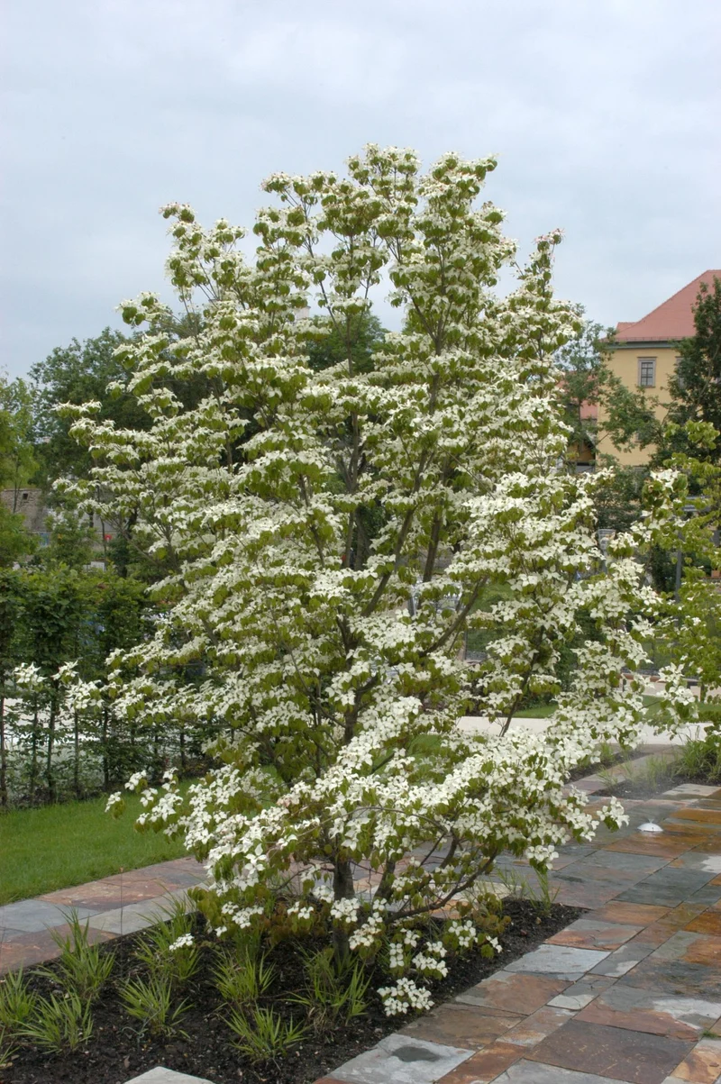 Hartriegel (Cornus kousa chinensis)