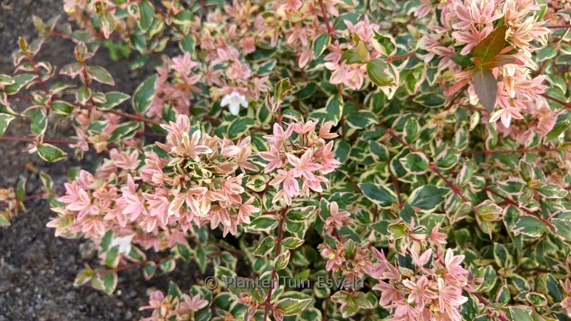 Abelia (Abelia grandiflora Mystic Daydream)