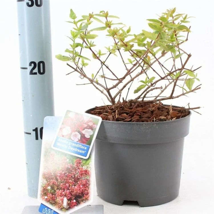 Abelia (Abelia grandiflora Mystic Daydream)