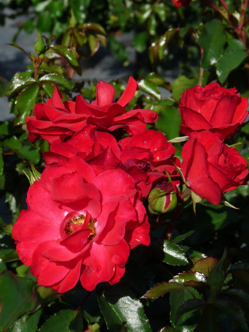 Bodendeckerrose (Rosa Red Romanza ®)