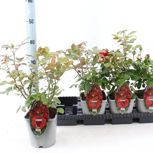 Bodendeckerrose (Rosa Red Romanza ®)