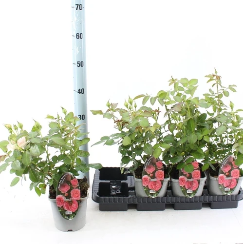 Bodendeckerrose (Rosa Pink Romanza ®)