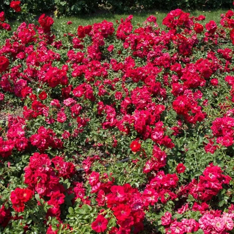 Bodendeckerrose (Rosa (PA) 'Fairy King' ®)