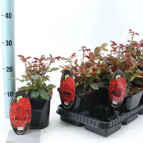 Bodendeckerrose (Rosa (PA) 'Fairy King' ®)