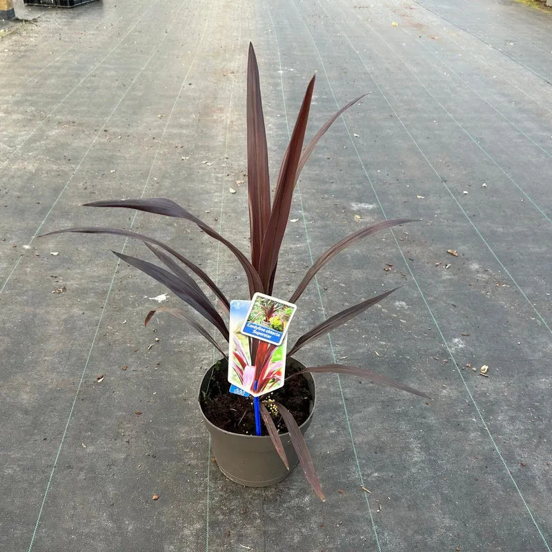 Cordyline (Cordyline obtecta Superstar)
