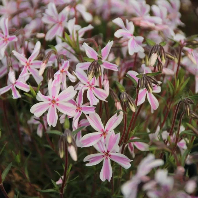 Teppich-Phlox 'Kimono Pink-White' Rosa