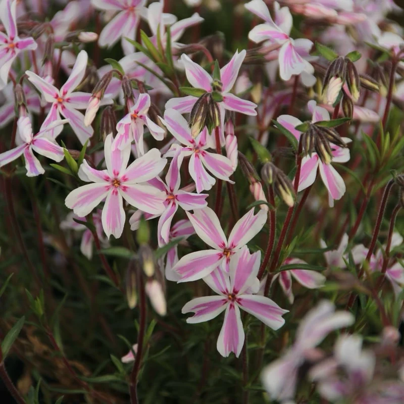 Teppich-Phlox 'Kimono Pink-White' Rosa