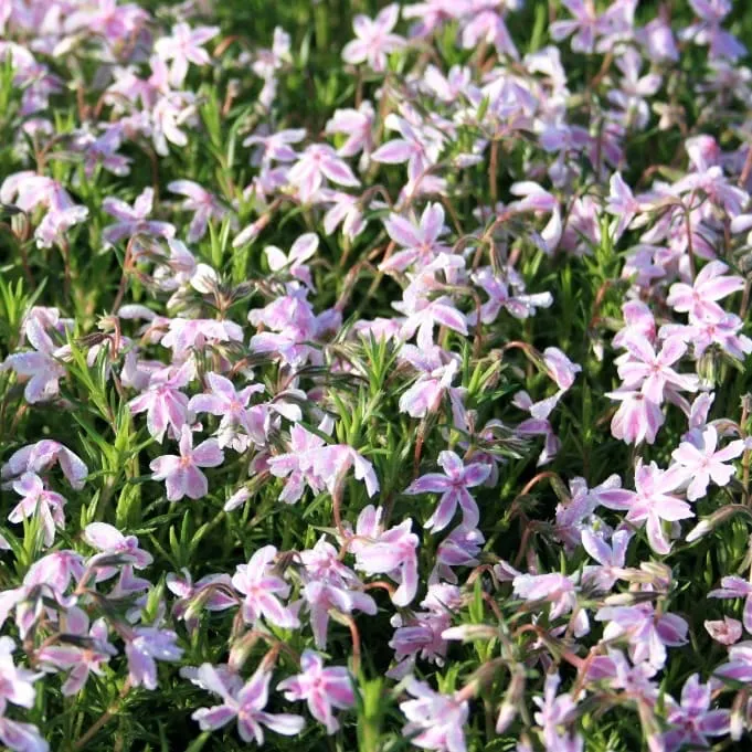 Teppich-Phlox 'Kimono Pink-White' Rosa