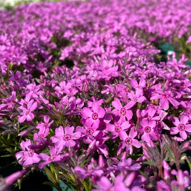 Teppich-Phlox 'Zwergenteppich' Rosa