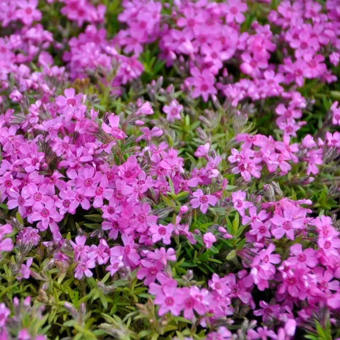 Teppich-Phlox 'Zwergenteppich' Rosa