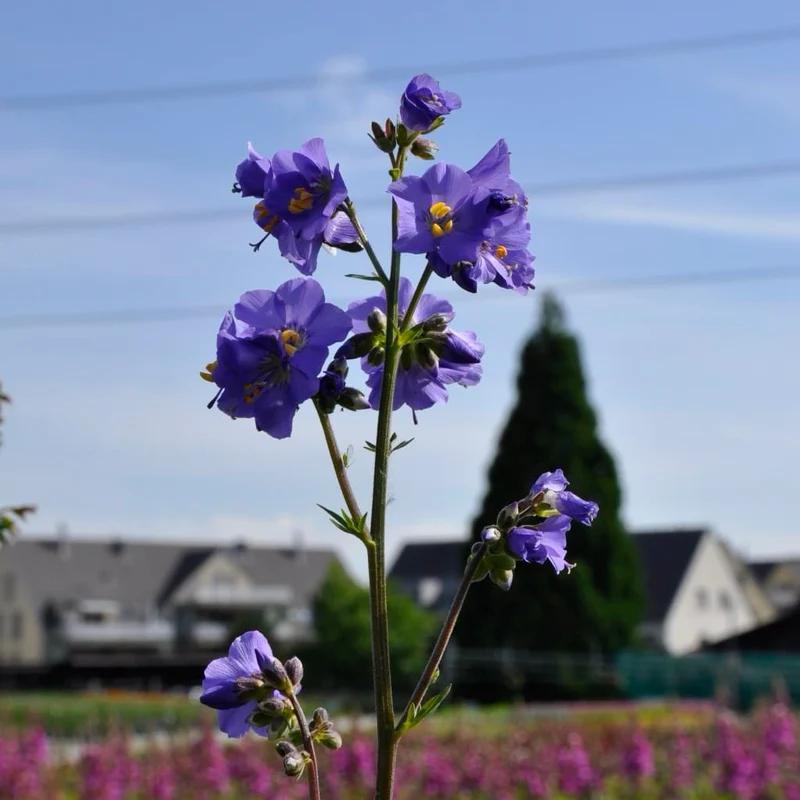Jakobsleiter Blau