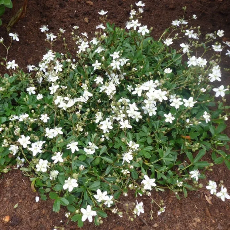 Fingerkraut 'Nuuk' Weiß