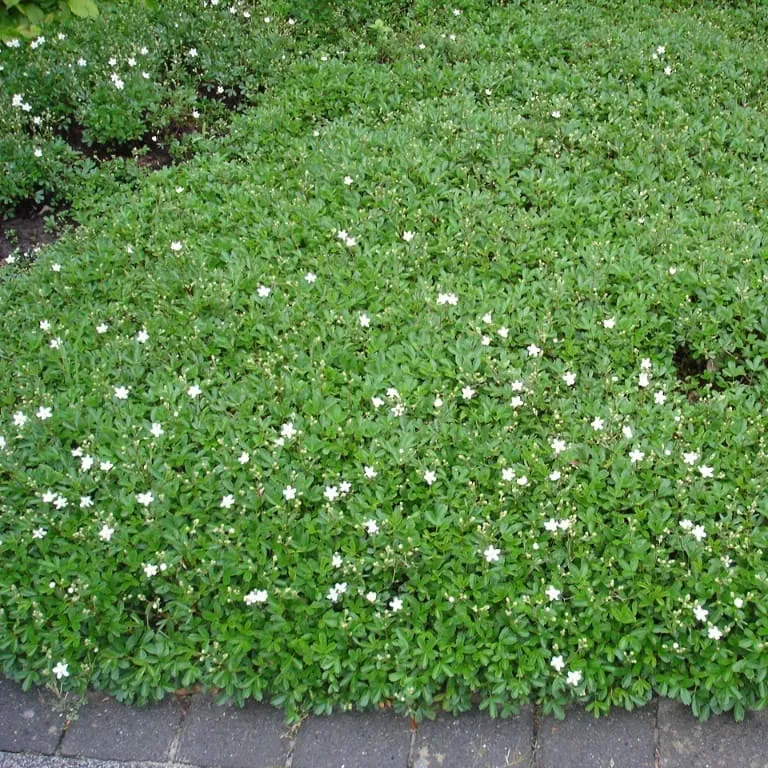 Fingerkraut 'Nuuk' Weiß