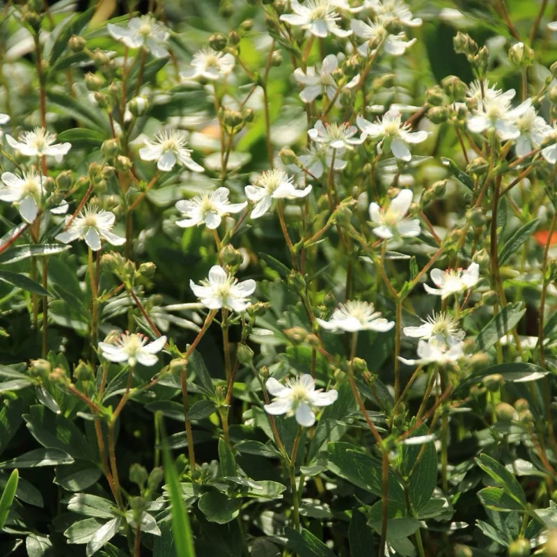 Fingerkraut 'Nuuk' Weiß