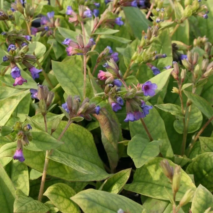Lungenkraut 'Blaues Meer' Blau